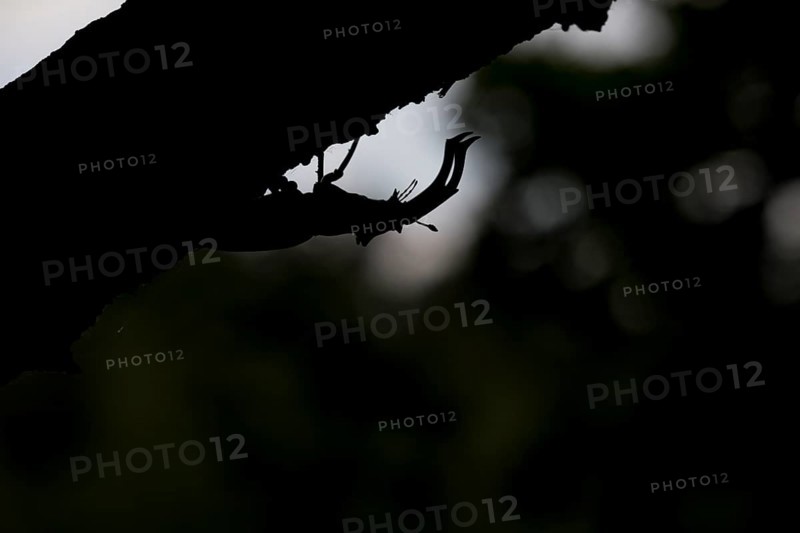 Stag beetle (Lucanus cervus) in silhouette against a dark background on a branch, Dammer Berge, Dümmer nature park Park, Damme, Lower Saxony, Germany