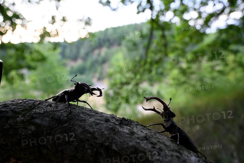 Two stag beetles (Lucanus cervus) on a tree trunk in the sunlight surrounded by green, dense forest, Dammer Berge, Dümmer nature park Park, Damme, Lower Saxony, Germany
