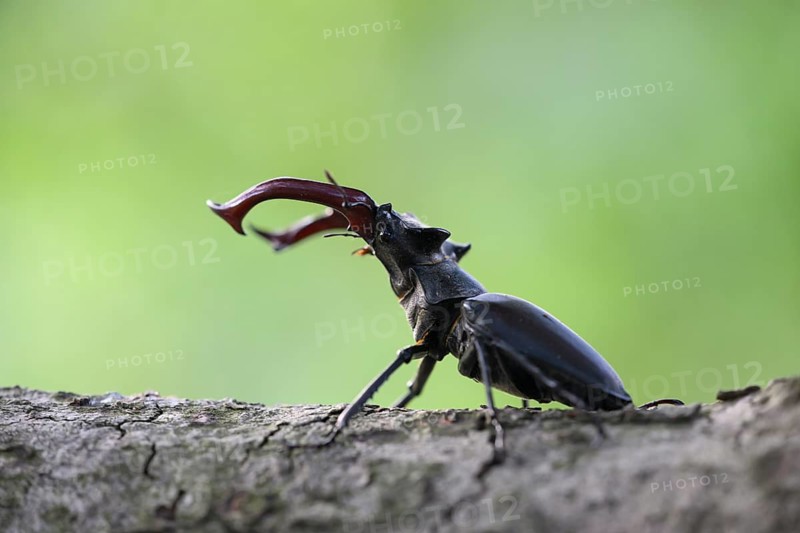 A stag beetle (Lucanus cervus) stands on a branch, the background shows blurred green, Dammer Berge, Naturpark Dümmer, Damme, Lower Saxony, Germany