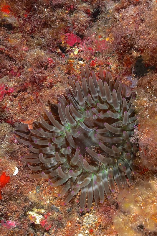 A rock gold rose (Cribrinopsis crassa), sea anemone, sits on a colourful, overgrown seabed in the Mediterranean Sea near Hyères, dive site Giens Peninsula, Provence Alpes Côte d'Azur, France