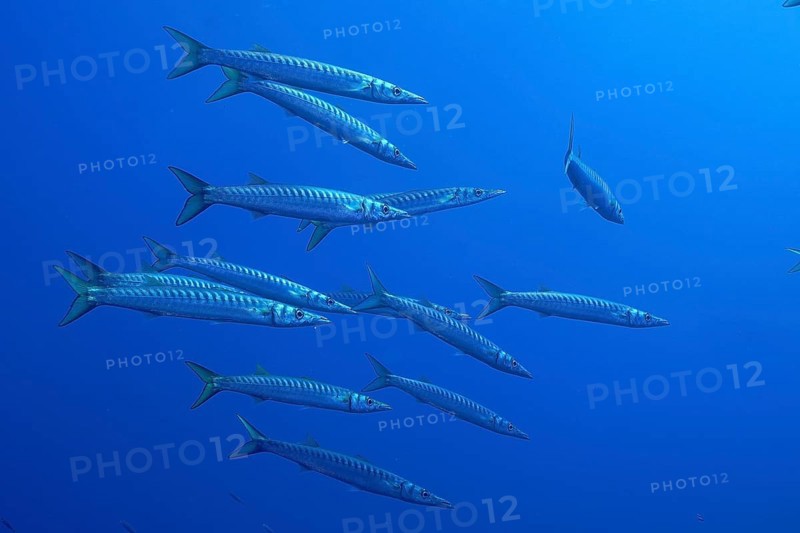 A group of barracudas (Sphyraena sphyraena) moves through the blue water in the Mediterranean Sea near Hyères, dive site Peninsula Giens, Provence Alpes Côte d'Azur, France