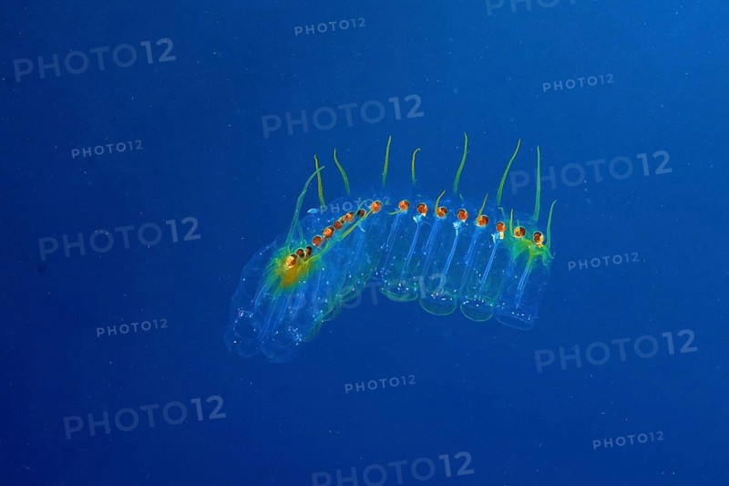 Transparent marine organism, Salpe (Pegea confoederata), in a calm blue environment in the Mediterranean Sea near Hyères, dive site Peninsula Giens, Provence Alpes Côte d'Azur, France