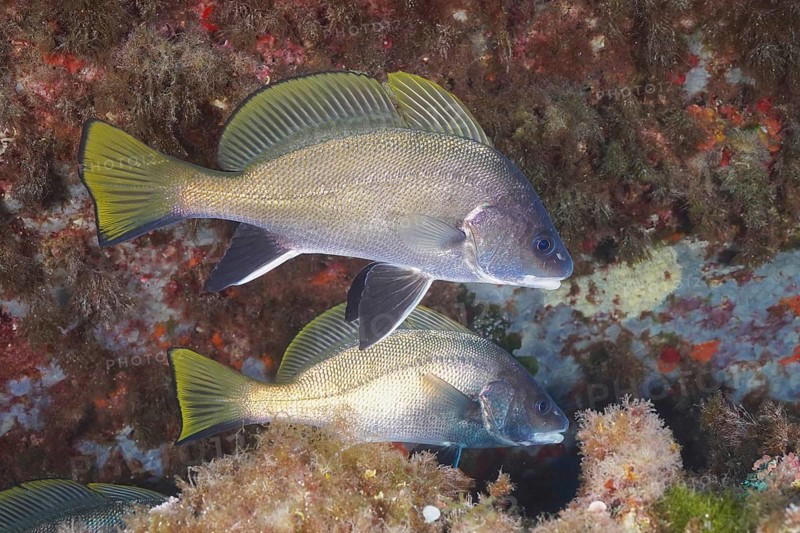 Two common seals (Sciaena umbra) near a reef under water, surrounded by algae in the Mediterranean Sea near Hyères, dive site Peninsula Giens, Provence Alpes Côte d'Azur, France