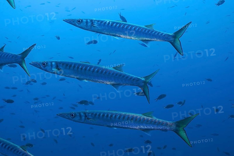 Several barracudas (Sphyraena sphyraena) swimming in the blue underwater world in the Mediterranean Sea near Hyères, dive site peninsula Giens, Provence Alpes Côte d'Azur, France