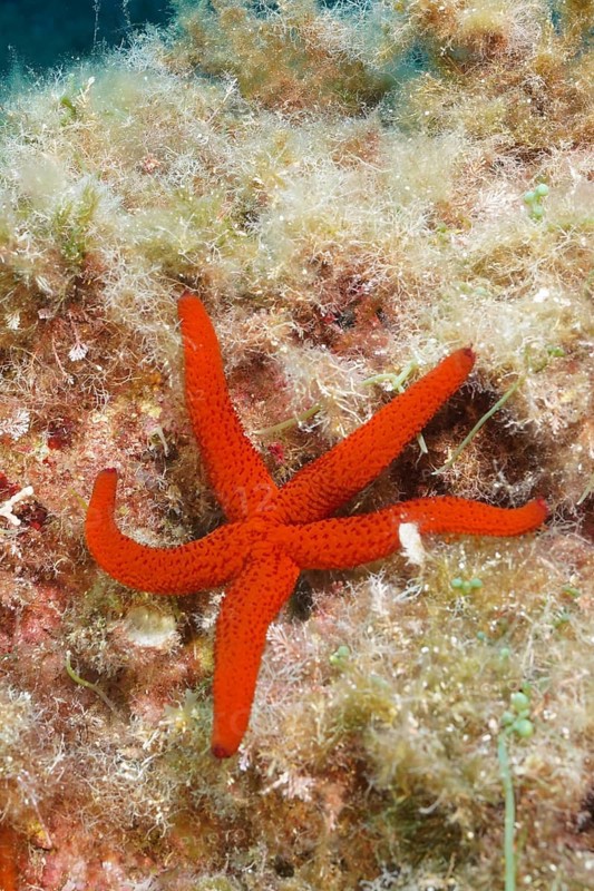 A red starfish (Echinaster sepositus) lies on an algae-covered seabed in the Mediterranean Sea near Hyères, Giens Peninsula dive site, Provence Alpes Côte d'Azur, France