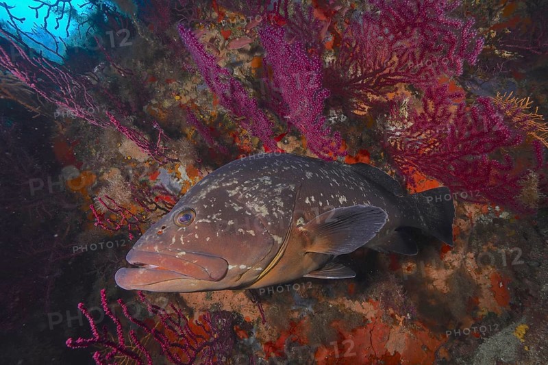 A Dusky Grouper (Epinephelus marginatus) (Mycteroperca marginatus) swims close to shining corals in the Mediterranean Sea near Hyères. Dive site marine reserve Port Cros, Côte d'Azur, France