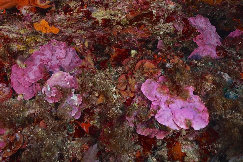 Spreading stone leaf (Mesophyllum expansum) on a rocky underground under water in the Mediterranean Sea near Hyères, dive site peninsula Giens, Provence Alpes Côte d'Azur, France