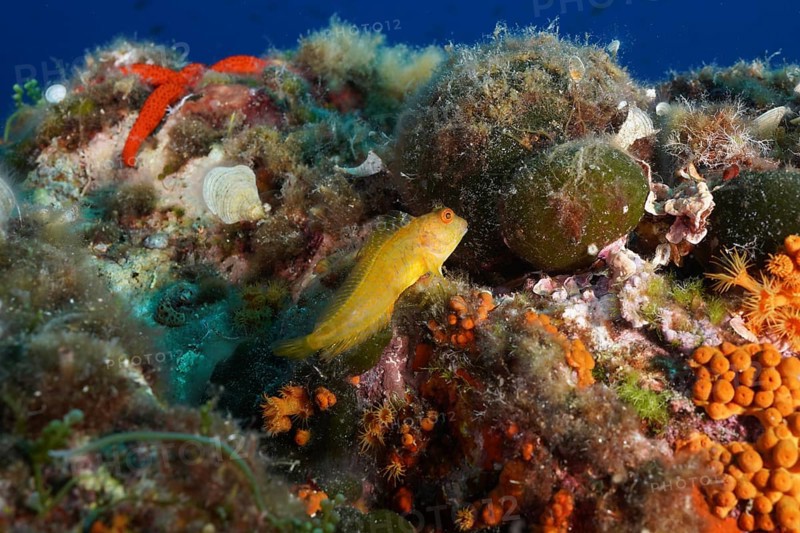 A small yellow fish, Ringneck blenny (Parablennius pilicornis), rests between colourful corals in the Mediterranean Sea near Hyères, dive site Giens Peninsula, Provence Alpes Côte d'Azur, France