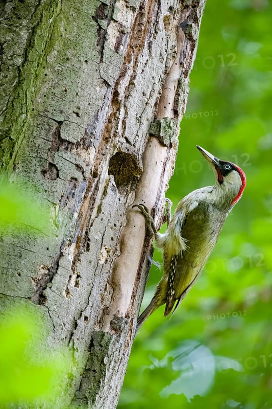 Teutoburg Forest, Lower Saxony, Germany, Green woodpecker (Picus viridis) with red head climbing on tree trunk in green forest, woodpecker cavity visible
