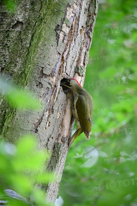 Teutoburg Forest, Lower Saxony, Germany, Green woodpecker (Picus viridis) looking into its nesting cavity Woodpecker cavity in a tree trunk in a dense green forest