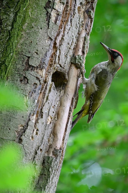 Teutoburg Forest, Lower Saxony, Germany, Green woodpecker (Picus viridis) tapping energetically against the bark of a tree trunk in the forest near its woodpecker den