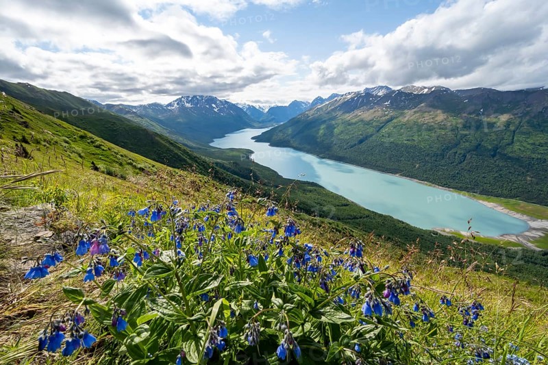 Blue flowers, view of blue lake and mountains on Twin Peaks Trail, Eklutna Lake, Chugach Mountains, Chugach State Park, Alaska, USA