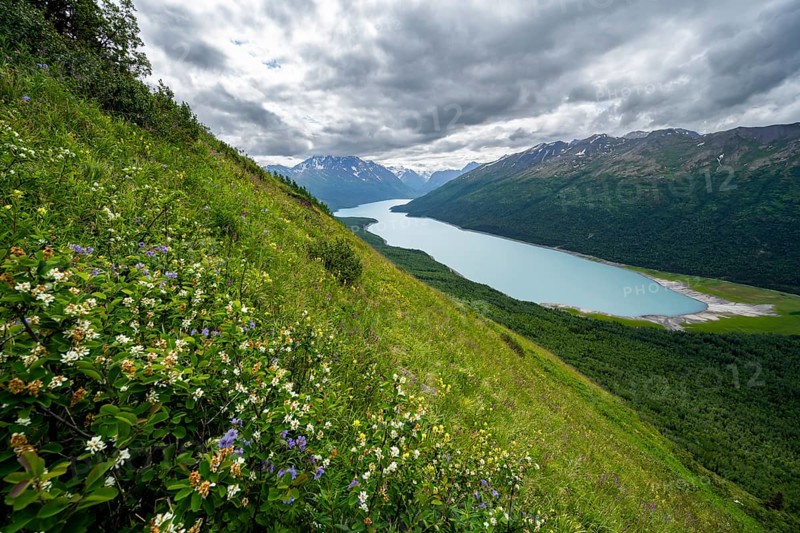Flower meadow, view of blue lake and mountains on Twin Peaks Trail, Eklutna Lake, Chugach Mountains, Chugach State Park, Alaska, USA