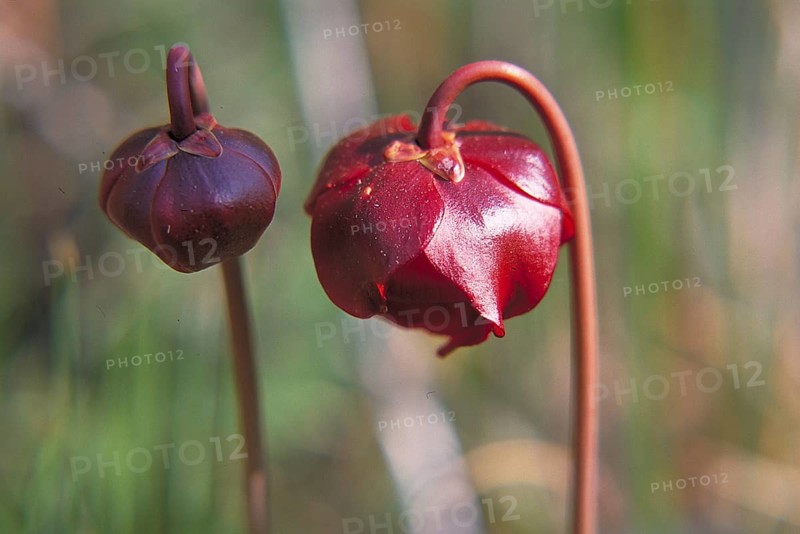 Pitcher plant (Sarracenia pupurea), Marksborow New Jersey, USA