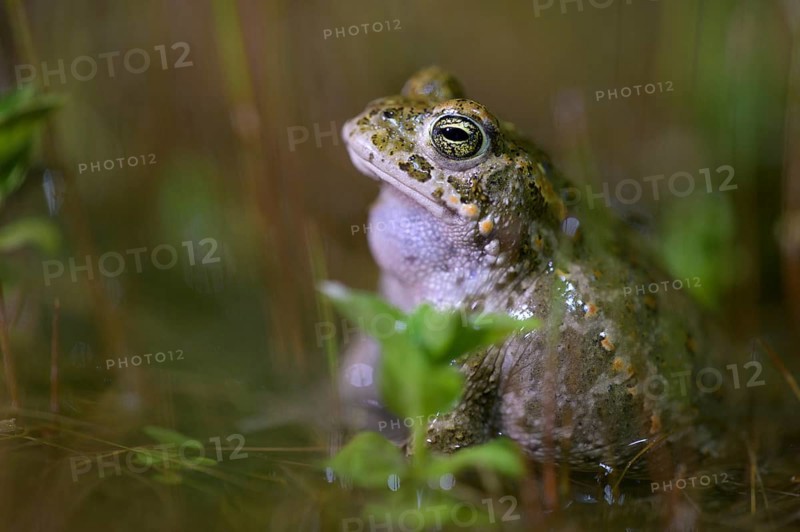 A natterjack toad (Bufo calamita) relaxing in the water of its spawning biotope, surrounded by the lush environment, Dümmer nature park Park, Lower Saxony, Germany