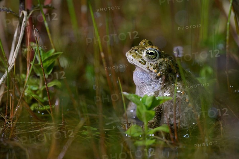 A natterjack toad (Bufo calamita) sits quietly in the water, surrounded by various plants, Dümmer nature park Park, Lower Saxony, Germany