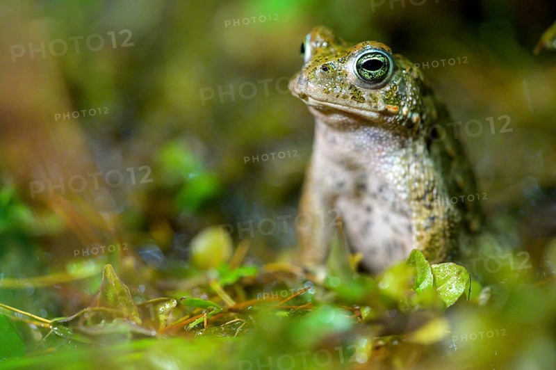 A natterjack toad (Bufo calamita) sits attentively on damp ground surrounded by leaves, Dümmer nature park Park, Lower Saxony, Germany