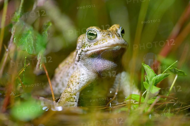 A natterjack toad (Bufo calamita) sits in the water surrounded by plants, creating a calming atmosphere, Dümmer nature park Park, Lower Saxony, Germany