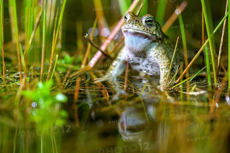 A natterjack toad (Bufo calamita) sits in the water in its spawning pool, surrounded by bulrushes (Juncus effusus), reflected in the clear pond, Dümmer nature park Park, Lower Saxony, Germany
