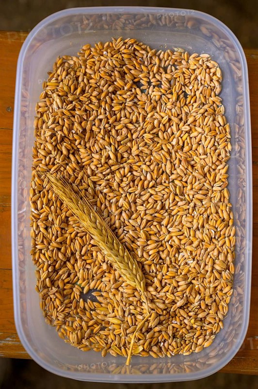 Plastic container with tritical grains and an ear of corn, event for schoolchildren of the Transparency campaign, Osnabrücker Land, Lower Saxony, Germany
