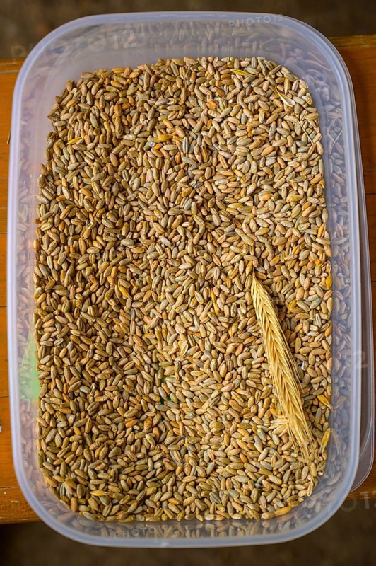 Plastic container with rye grains (Secale cereale) and an ear of corn, event for schoolchildren organised by Aktion Transparenz schaffen, Osnabrücker Land, Lower Saxony, Germany