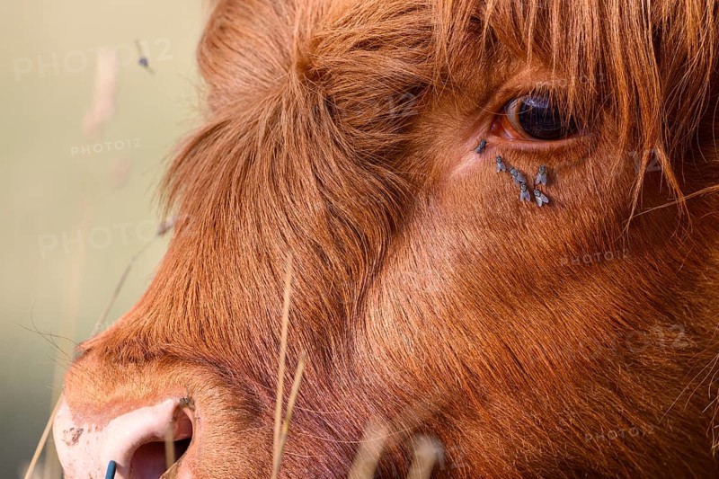 Profile shot of a cattle with flies, warm coat in natural environment, cattle (Bos taurus) in a field, observed with bugs around the eye, natural grassland, Osnabrücker Land, Lower Saxony, Germany