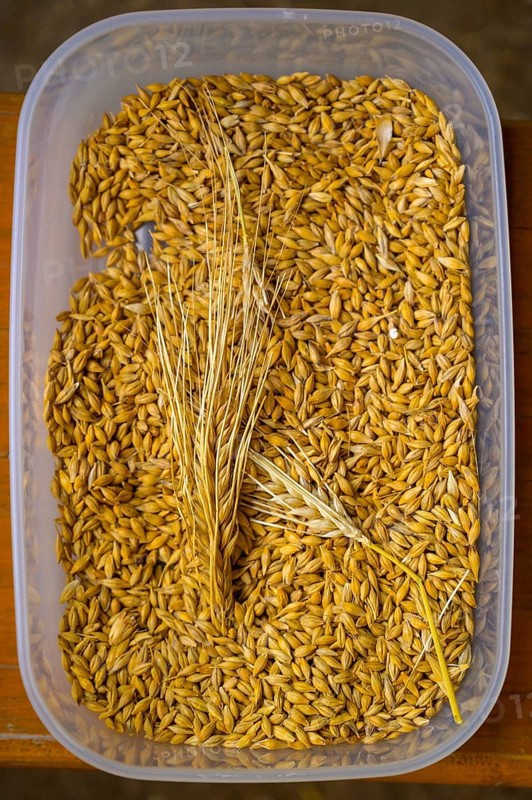 Plastic container filled with yellow barley (Hordeum vulgare), close-up, event for schoolchildren organised by Aktion Transparenz schaffen, Osnabrücker Land, Lower Saxony, Germany