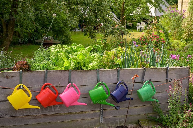 Colourful watering cans hang on wooden wall in a blooming garden with lush vegetation in a raised bed with salads and other vegetables, Osnabrücker Land, Lower Saxony, Germany