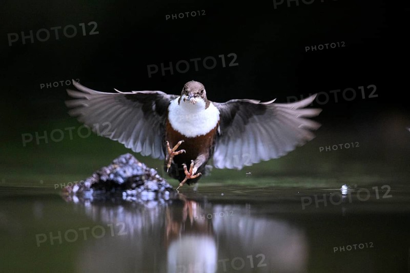 White-throated White-throated Dipper (Cinclus cinclus) in the air over water with prey in its beak, reflection visible, Lower Saxony, Germany