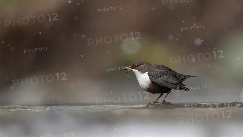 A dipper (Cinclus cinclus) in focus standing on a branch in the water while it is snowing in a wintry environment, Osnabrücker Land, Lower Saxony, Germany
