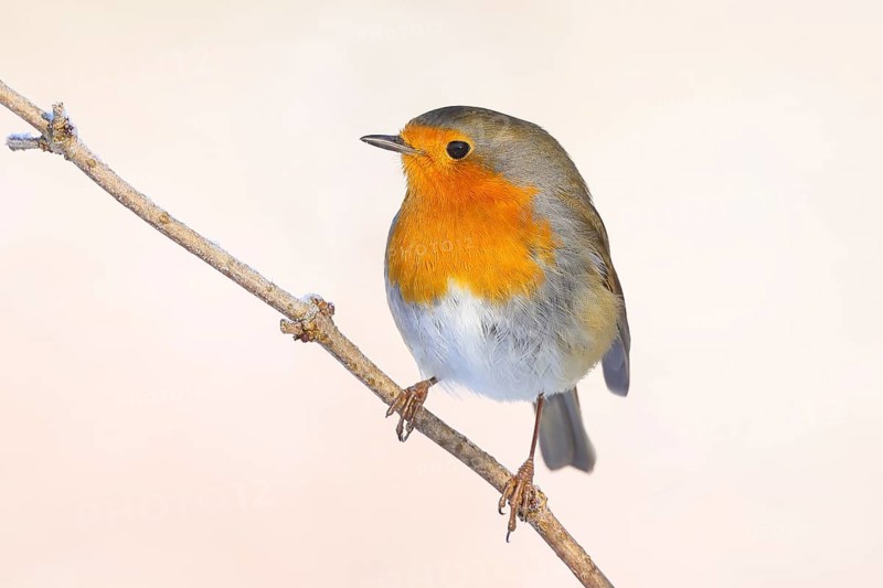 Robin (Erithacus rubecula), sitting on a thin branch, foraging, winter feeding, wildlife, winter, animals, birds, songbird, light background, snow, Siegerland, North Rhine-Westphalia, Germany