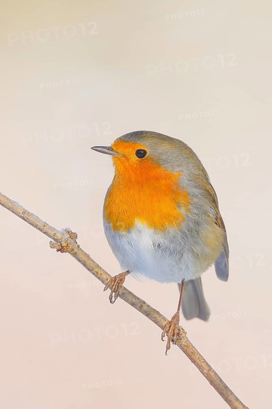 Robin (Erithacus rubecula), sitting on a thin branch, foraging, winter feeding, wildlife, winter, animals, birds, songbird, light background, snow, Siegerland, North Rhine-Westphalia, Germany