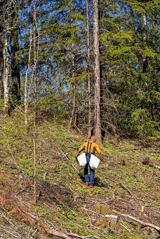 Forest worker planting spruce trees plants on a clearcutting in the forest on a sunny spring day