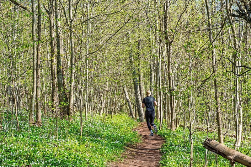 Woman running on a nature trail in a lush forest with budding leaves on the trees and flowering wildflowers on the ground a sunny spring day, Sweden