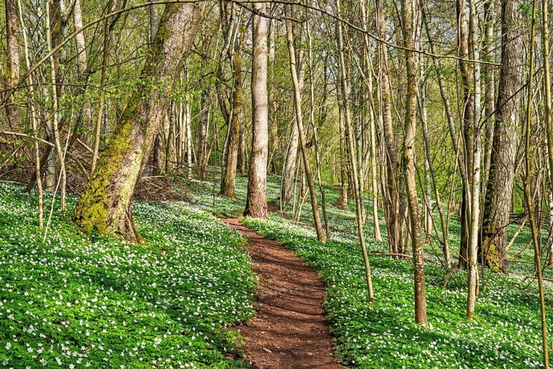 Nature trail in a lush forest with budding leaves on the trees and flowering Wood anemone (Anemone nemorosa) flowers on the ground a sunny spring day, Sweden