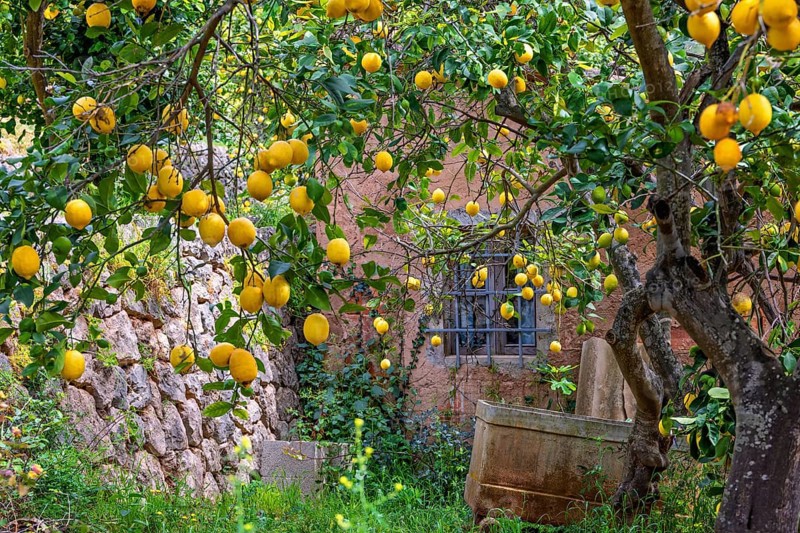 Ripe yellow lemons hanging from tree branches in a garden by an old house, Soller, Mallorca, Spain