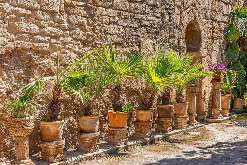 Green plants in terracotta pots in the sunshine by a wall in Arab baths garden from old Moorish past in Palma de Mallorca, Palma de Mallorca, Mallorca, Spain