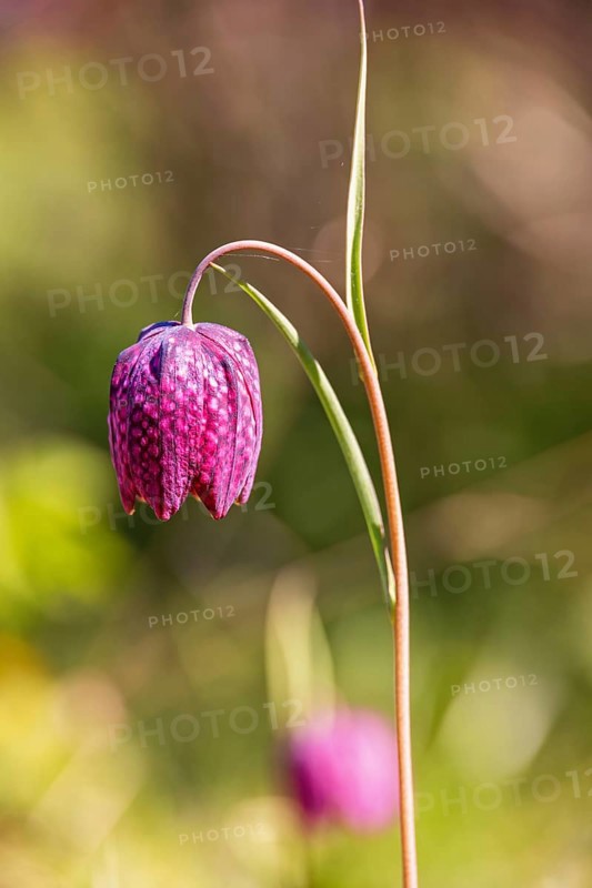 Close up at a Snake's head fritillary (Fritillaria meleagris) With purple chequered pattern flowering a sunny spring day on a meadow