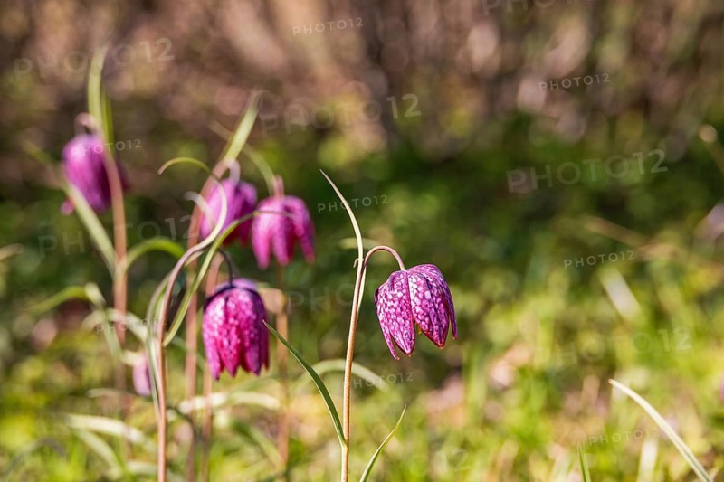 Snake's head fritillary (Fritillaria meleagris) flowering on a sunny meadow at springtime