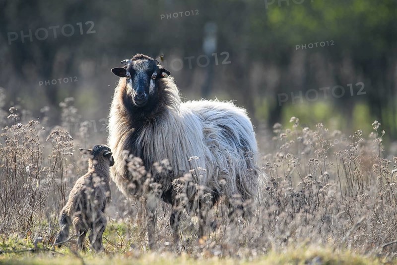 A sheep (Ovis gmelini aries) next to a lamb in a natural pasture landscape with dry, slightly blurred plants, district of Diepholz, Lower Saxony, Germany