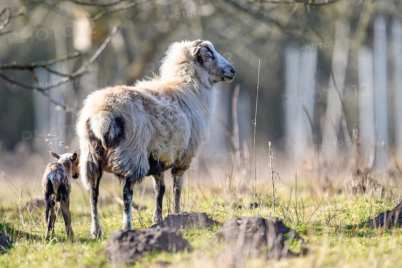 A sheep (Ovis gmelini aries) with a lamb on a green pasture, peaceful spring atmosphere, photo taken from behind, district of Diepholz, Lower Saxony, Germany