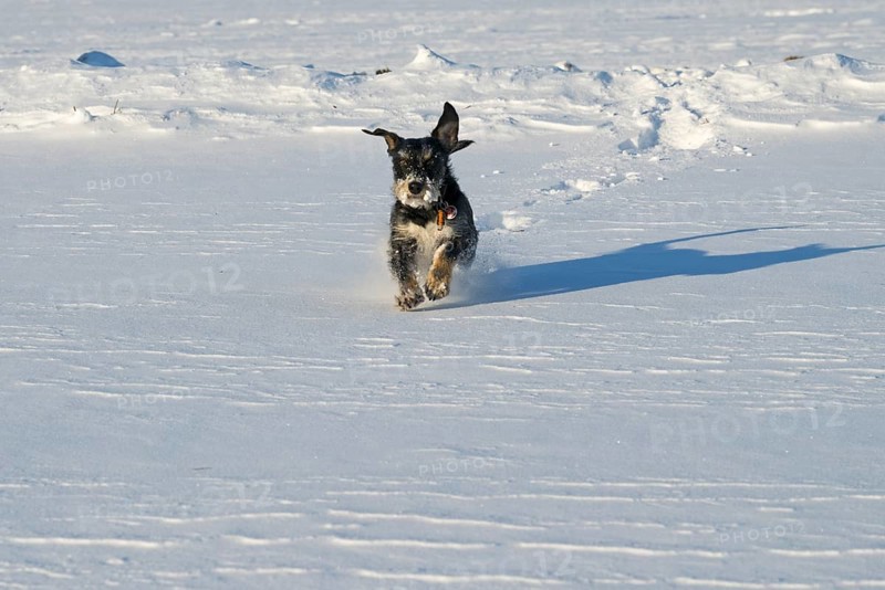 A dog happily runs through the snow on a sunny winter day, mixed breed dog, wire-haired dachshund terrier-Havanese mix, male, Ilsede, Lower Saxony, Germany