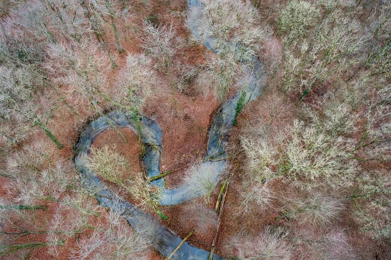 Meander of a low mountain stream in winter with beech forest, vertical aerial view, drone shot, Melle, Osnabrück district, Lower Saxony, Germany