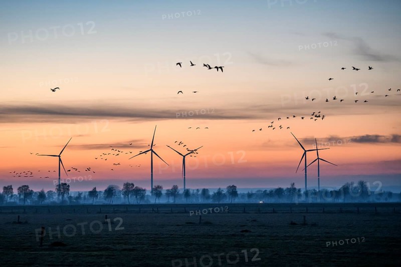 Wind turbines at dusk with flying birds and trees in the background, Hüde, Dümmer nature park Park, Lower Saxony, Germany