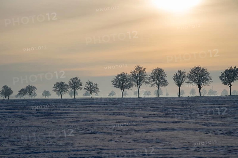 Landscape with a row of trees at sunset in winter on snowy fields, winter, snow, Oelsburg, Ilsede municipality, Peine district, Lower Saxony, Germany