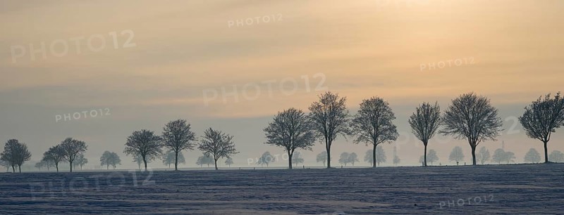 Row of trees in a snowy landscape illuminated by gentle sunset, winter, snow, Oelsburg, Ilsede municipality, Peine district, Lower Saxony, Germany