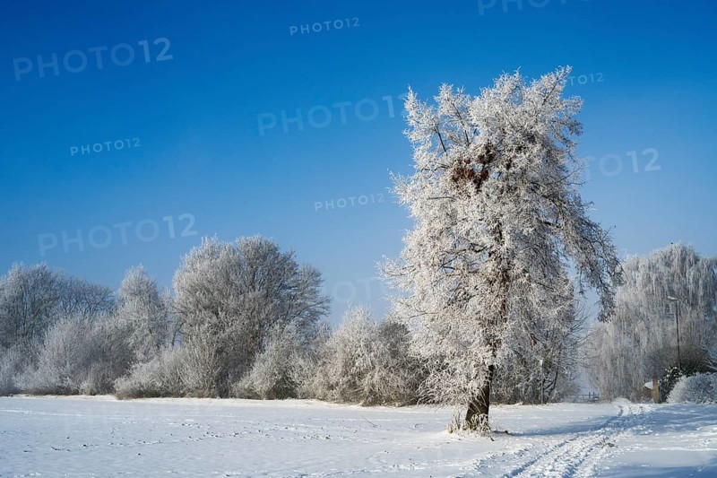 A snow-covered tree in a vast winter landscape with clear sky and tracks in snow, winter, snow, Oelsburg, Ilsede municipality, Peine district, Lower Saxony, Germany