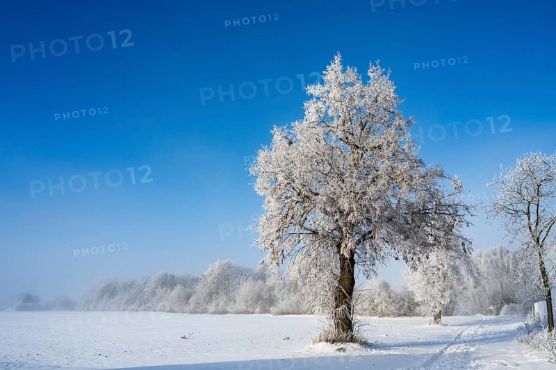 A single snow-covered tree stands in an open winter landscape under clear blue sky, winter, snow, Oelsburg, Ilsede municipality, Peine district, Lower Saxony, Germany