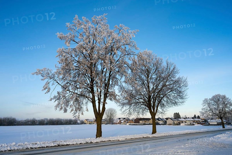 Two trees on the side of the road in a snowy landscape with houses in the background under blue sky, winter, snow, Oelsburg, Ilsede municipality, Peine district, Lower Saxony, Germany