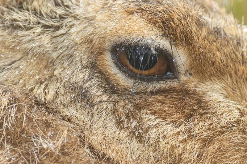 European brown hare (Lepus europaeus) adult animal close up of its head and eye in a rain shower, England, United Kingdom